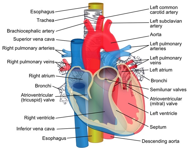 Différence entre insuffisance cardiaque à côté droit et à gauche