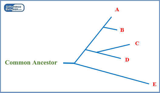 Diferencia entre el árbol filogenético enraizado y sin rooted