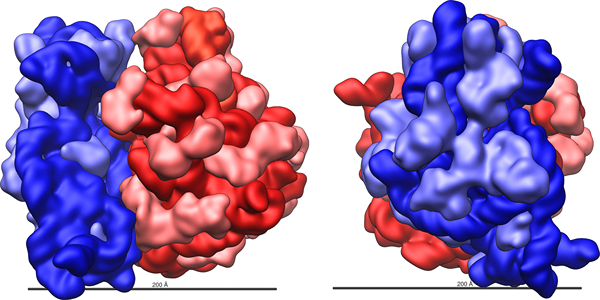 Différence entre l'ARNr et les ribosomes