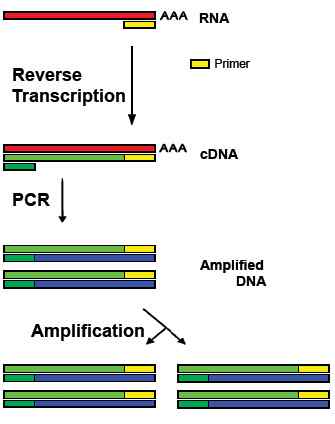 Unterschied zwischen RT PCR und qPCR