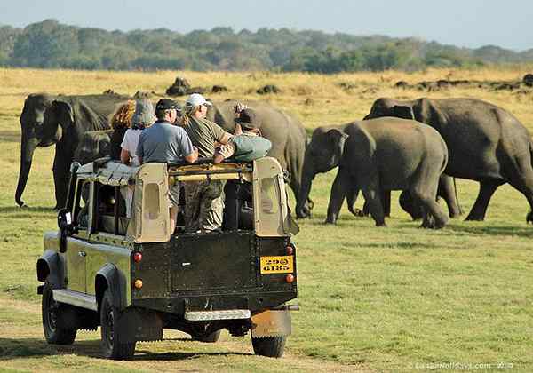 Perbezaan antara safari dan zoo