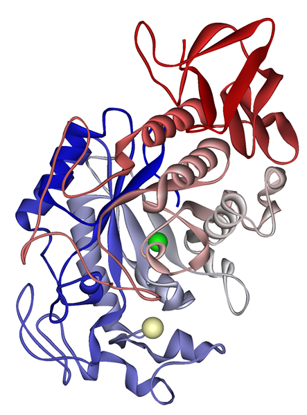 Unterschied zwischen Speichelamylase und Pankreasamylase