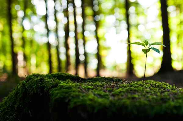 Différence entre le jeune arbre et les semis