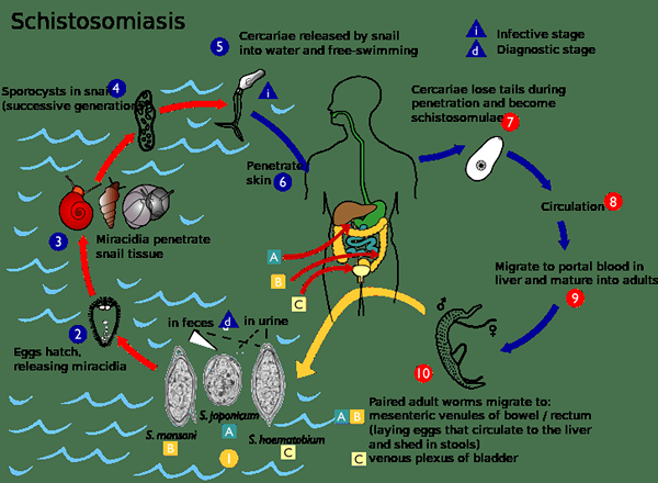 Différence entre Schistosoma Mansoni et Haemotobium