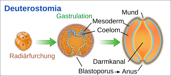 Différence entre schizocoéle et entérocoéle