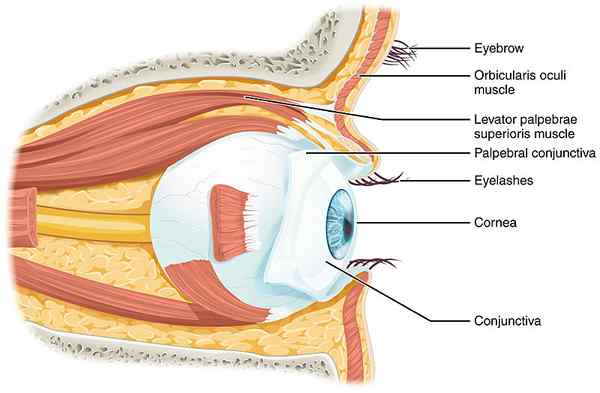 Diferencia entre esclera y conjuntiva