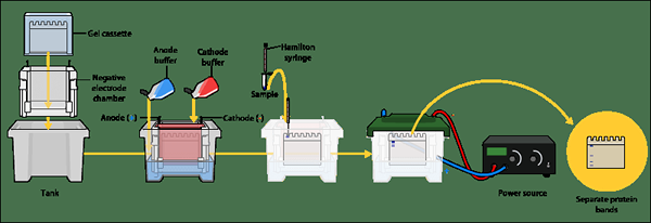 Perbedaan antara halaman SDS dan Western blot