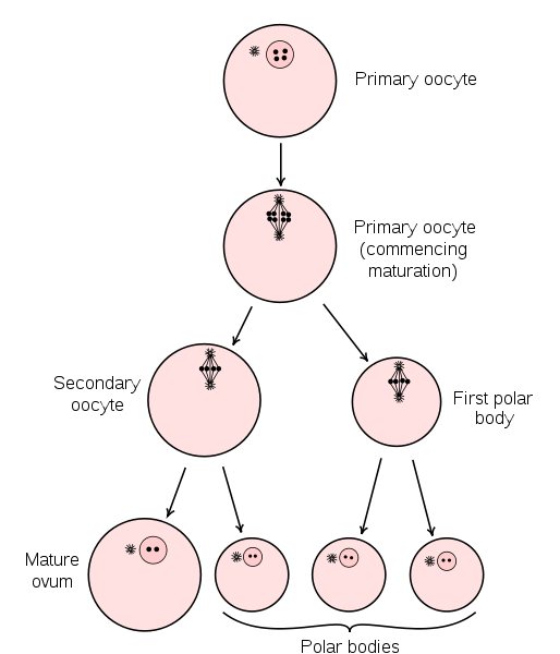 Différence entre l'ovocyte secondaire et l'ovule