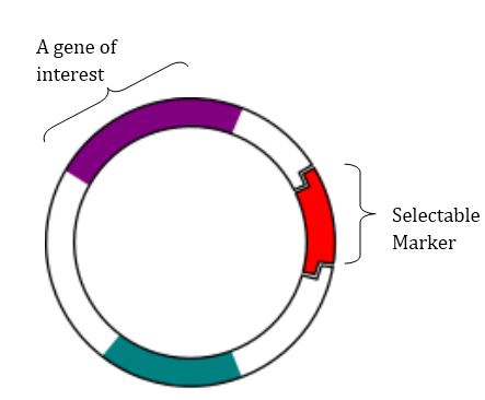 Diferencia entre el marcador seleccionable y el gen reportero