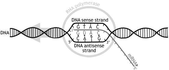 Perbezaan antara helai rasa dan antisense