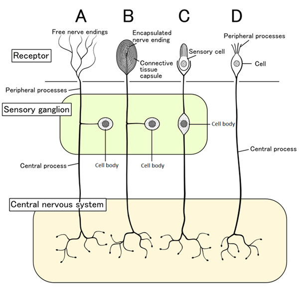 Différence entre les neurones sensoriels et