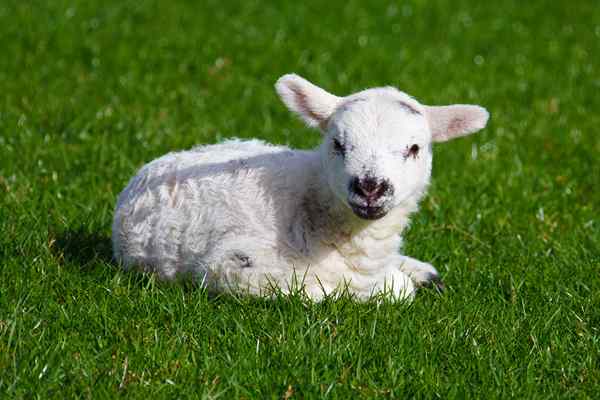 Différence entre les moutons et l'agneau