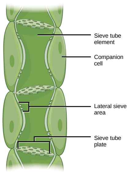 Différence entre les cellules de tamis et les tubes de tamis