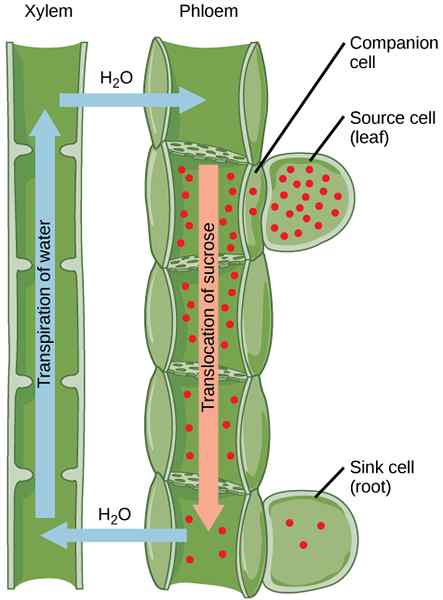 Différence entre les tubes de tamis et les cellules compagnons