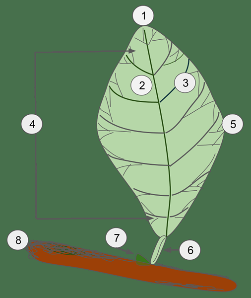 Diferencia entre hojas simples y compuestas
