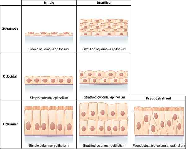 Différence entre le tissu épithélial simple et stratifié