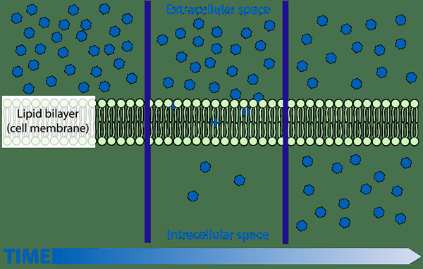 Unterschied zwischen einfacher Diffusion und erleichterter Diffusion