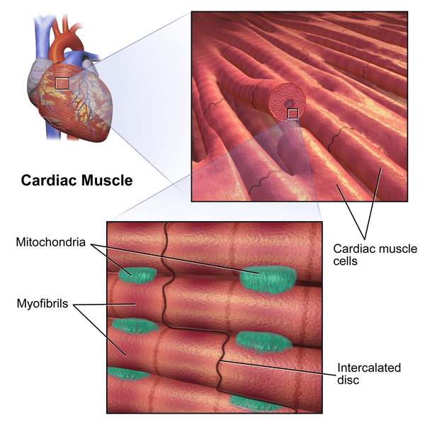 Différence entre le muscle squelettique et les muscles cardiaques