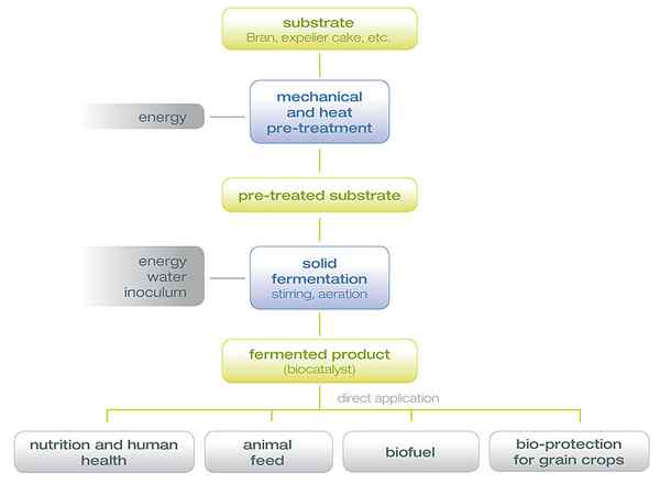 Différence entre la fermentation à l'état solide et la fermentation submergée