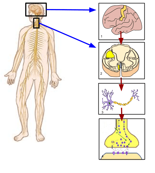 Différence entre le système nerveux somatique et autonome