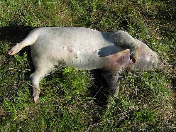 Unterschied zwischen somatischem Tod und molekularem Tod