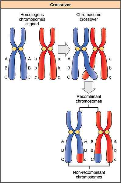 Diferencia entre la variación somática y la variación germinal