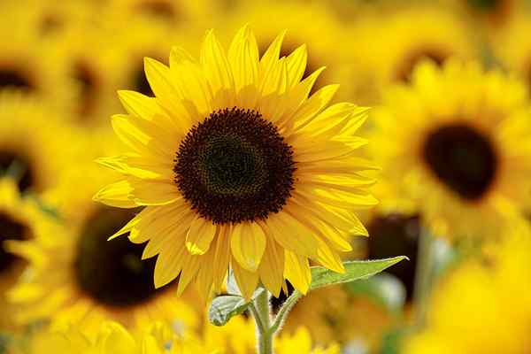 Différence entre la lécithine de soja et la lécithine de tournesol