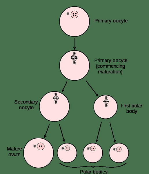 Diferencia entre la espermatogénesis y la ovogénesis