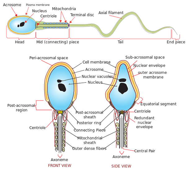 Perbezaan antara spermiogenesis dan sperma