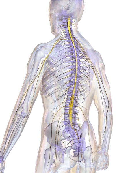 Diferencia entre la médula espinal y la columna vertebral