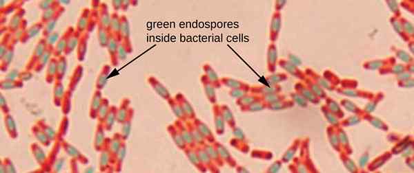 Diferencia entre esporas y células vegetativas