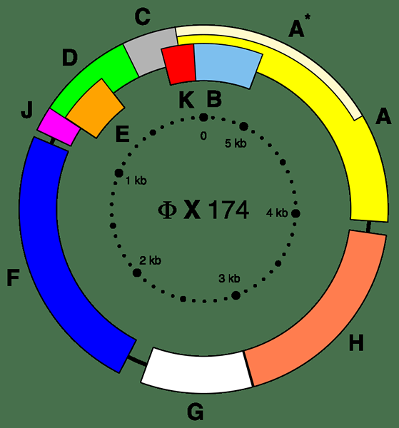 Diferencia entre ssDNA y dsDNA