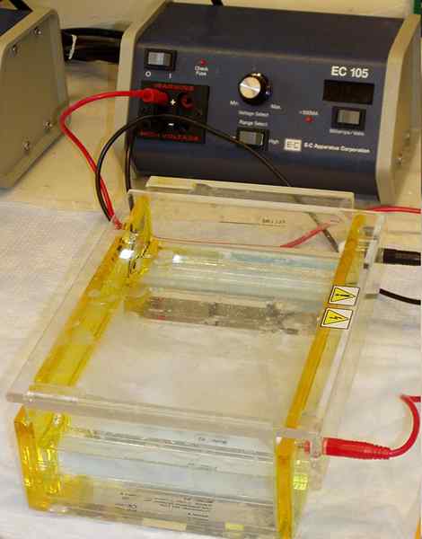 Différence entre le gel d'empilement et le gel de séparation