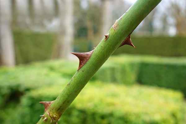 Unterschied zwischen STEM und Kofferraum