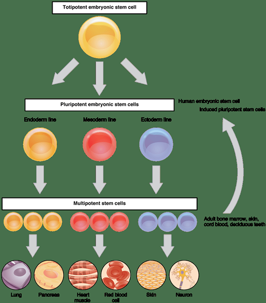 Différence entre les cellules souches et les cellules différenciées