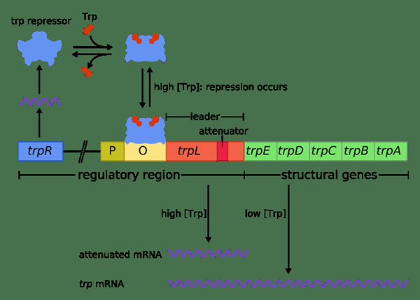 Diferencia entre los genes estructurales y regulatorios