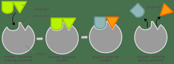 Diferencia entre sustrato y producto