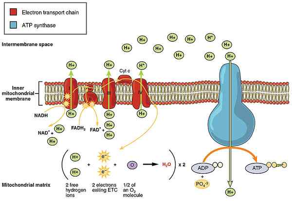 Différence entre la phosphorylation au niveau du substrat et la phosphorylation oxydative