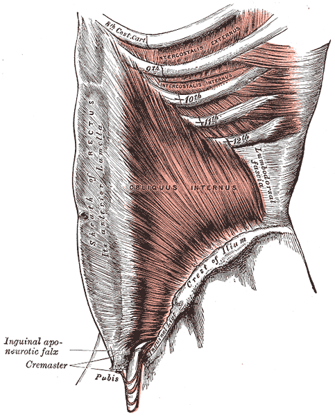 Perbezaan antara fascia cetek dan mendalam