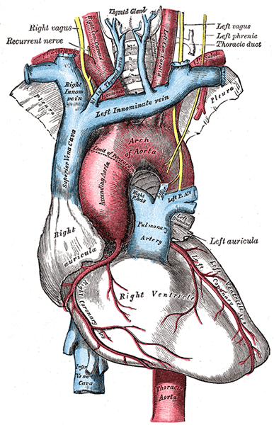 Diferencia entre la vena cava superior e inferior