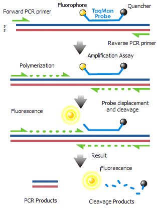 Différence entre Sybr Green et Taqman