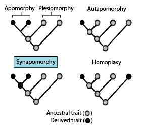 Perbezaan antara sinapomorphy dan symplesiomorphy
