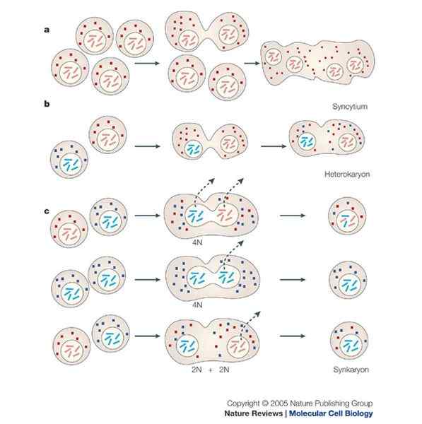 Perbedaan antara syncytium dan coenocyte