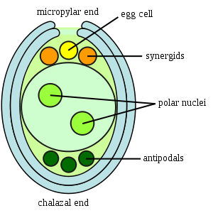 Diferencia entre sinérgido y célula de huevo