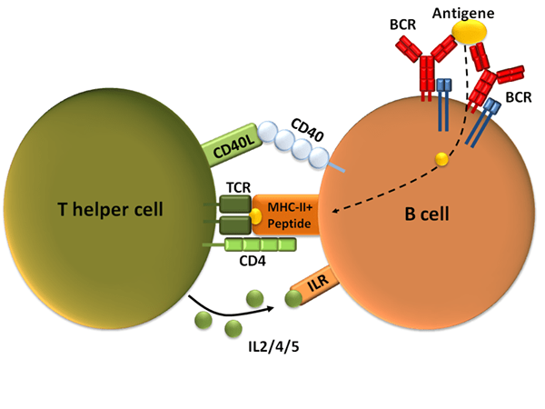 Différence entre les antigènes dépendants des lymphocytes T et indépendants