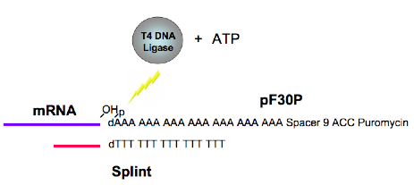 Différence entre T4 et T7 ADN ligase