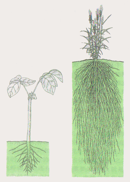 Perbezaan antara akar paip dan akar berserabut