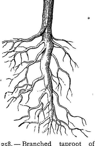 Diferencia entre taproot y raíz adventicia