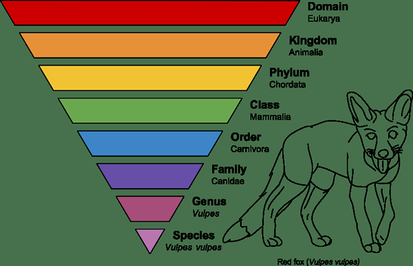 Unterschied zwischen Taxonomie und Phylogenie