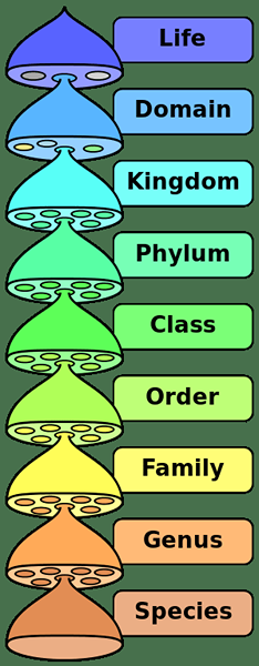 Diferencia entre taxonomía y sistemática